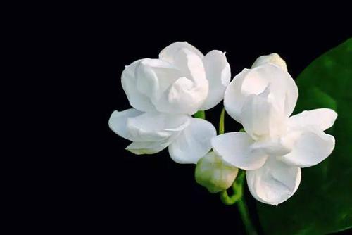 光遇茉莉花乐谱